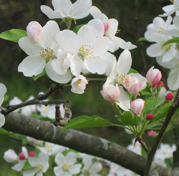 Apple Branch